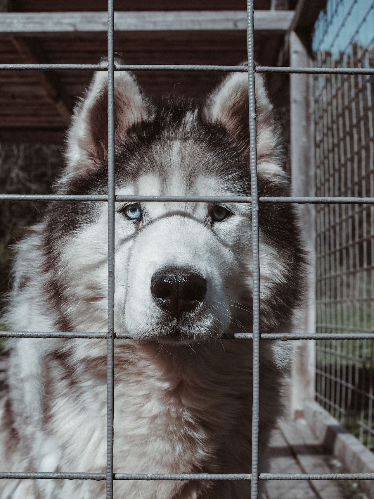 Hund und Katze zusammen - FellAkte unterstuetzt Tierschutz mit 10% Spende je Lifetime- und SmartTag-Kauf