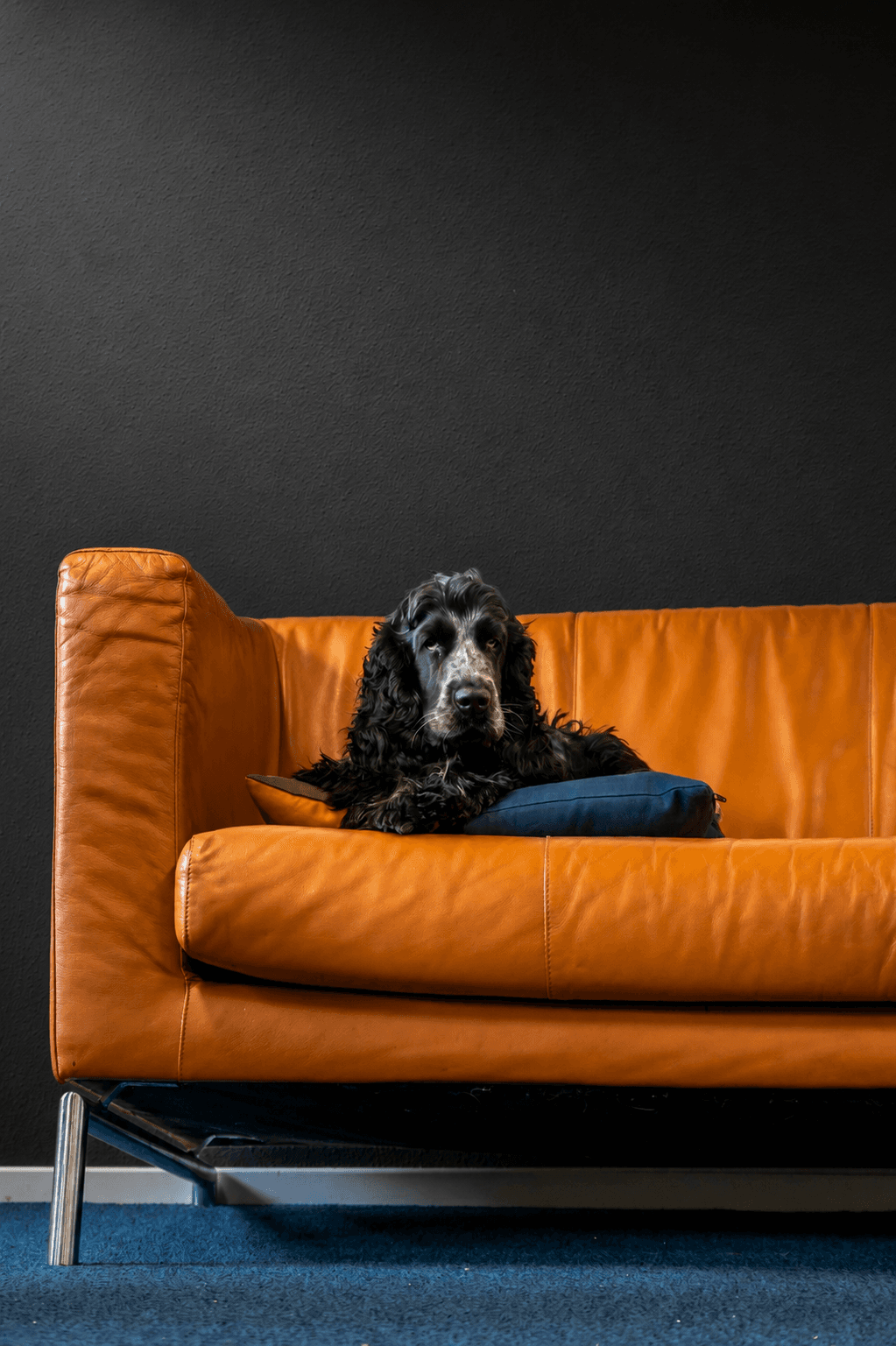 Hund glücklich und gesund - Tierarzt-Befund per KI scannen mit FellAkte