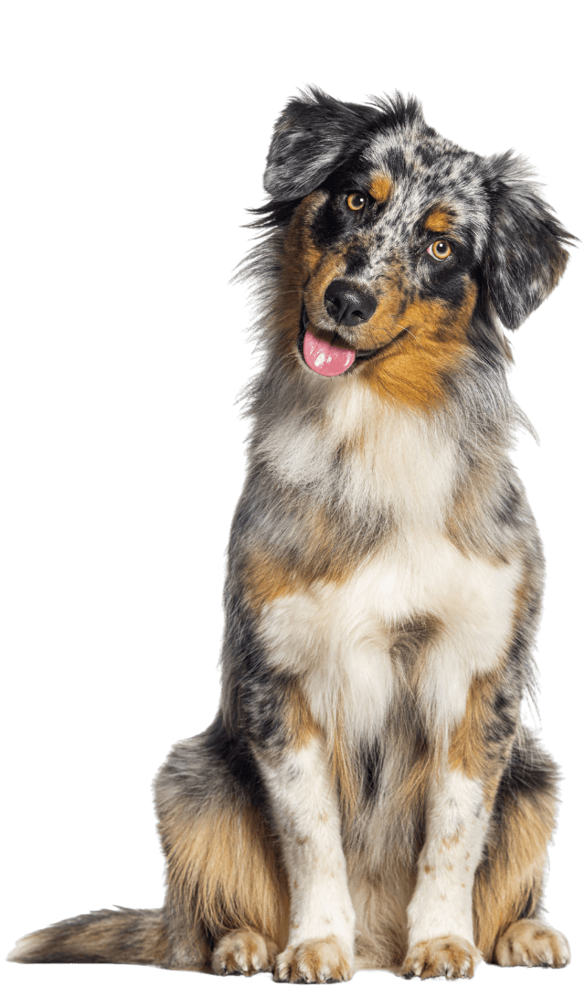 Hund sitzt neben der FellAkte App