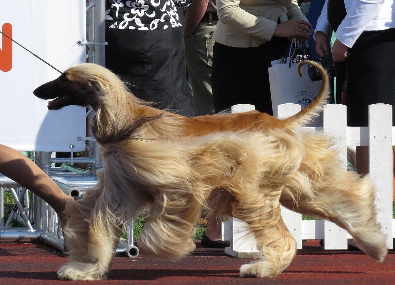Afghanischer Windhund