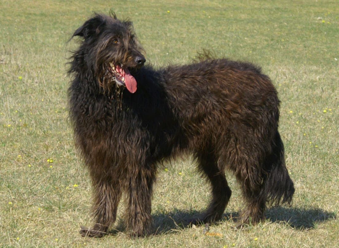 Altdeutscher Hütehund