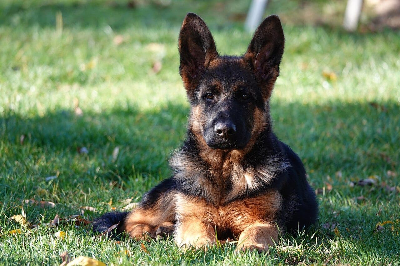 Altdeutscher Schäferhund
