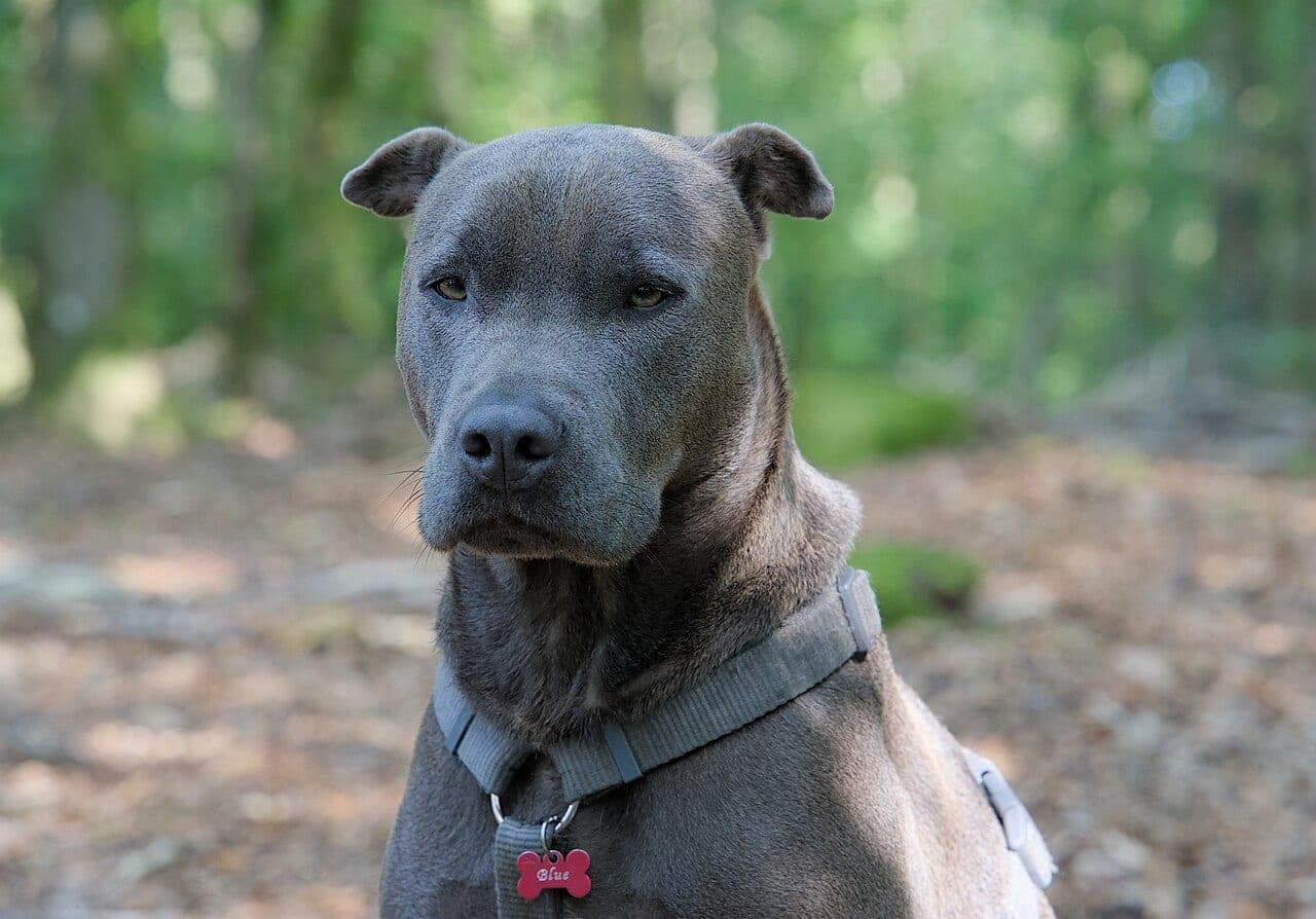 American Staffordshire Terrier