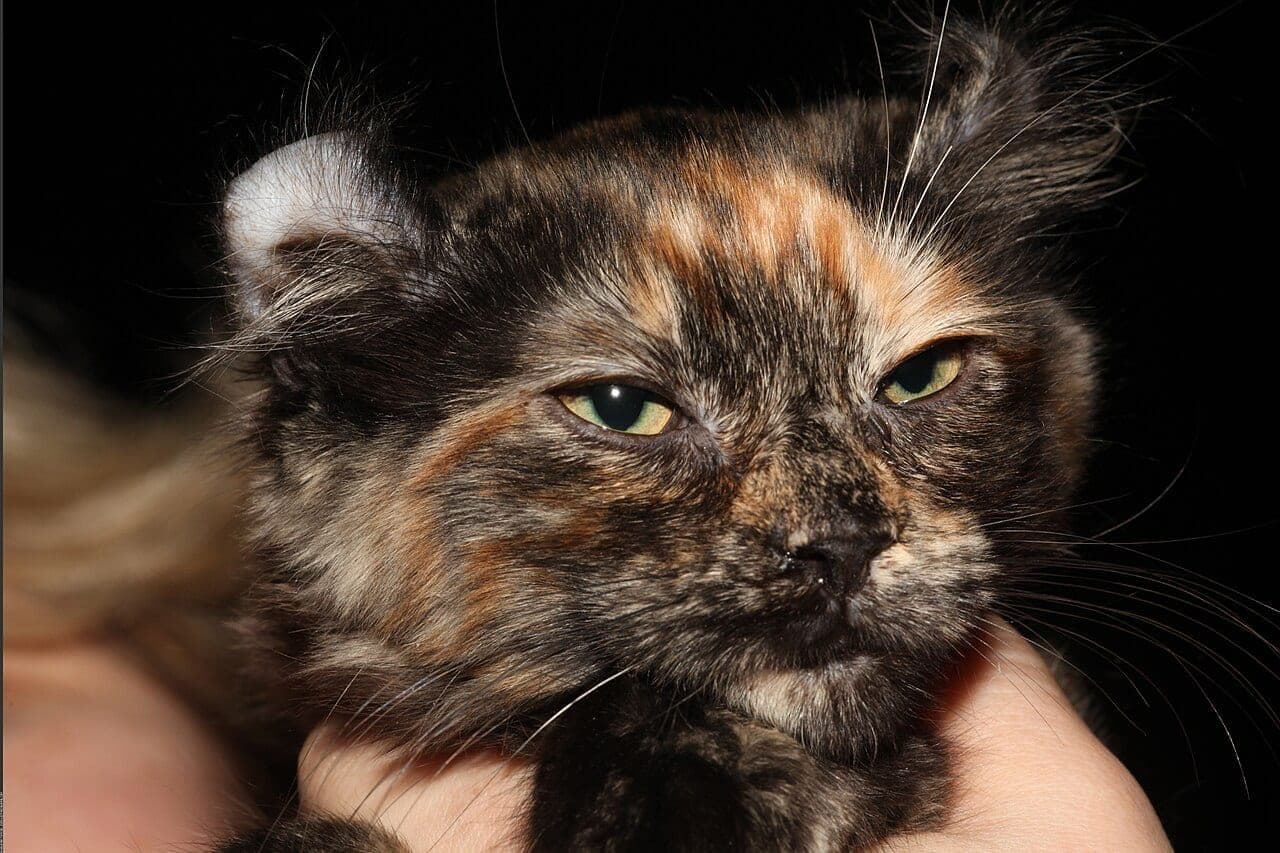 American Curl