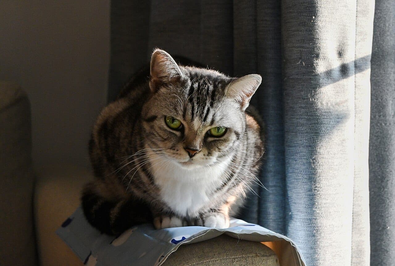 American Shorthair