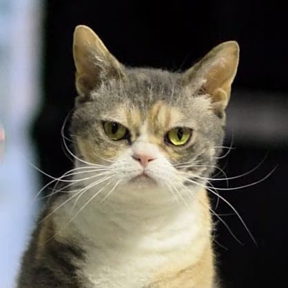 American Wirehair