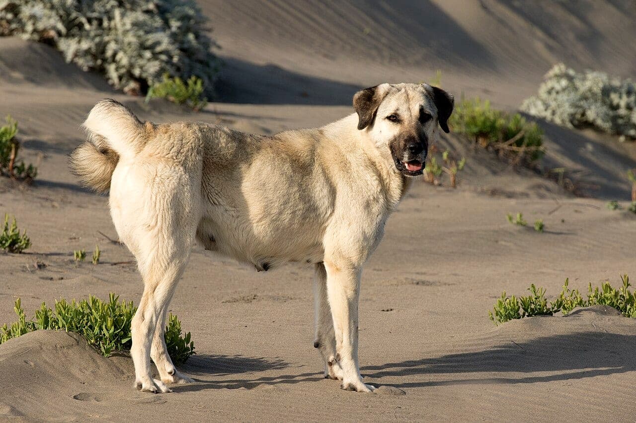 Anatolischer Hirtenhund