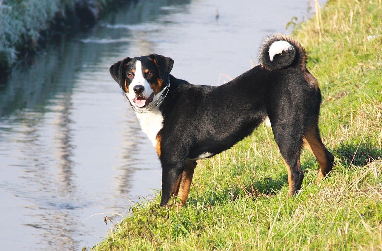 Appenzeller Sennenhund