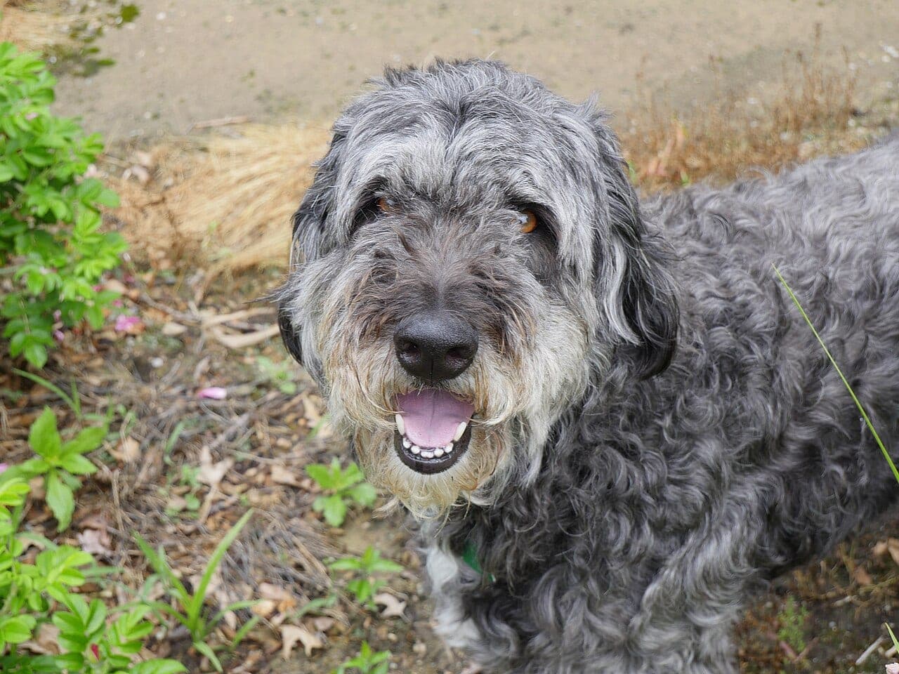 Aussiedoodle