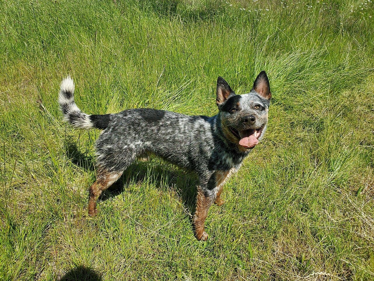 Australian Cattle Dog