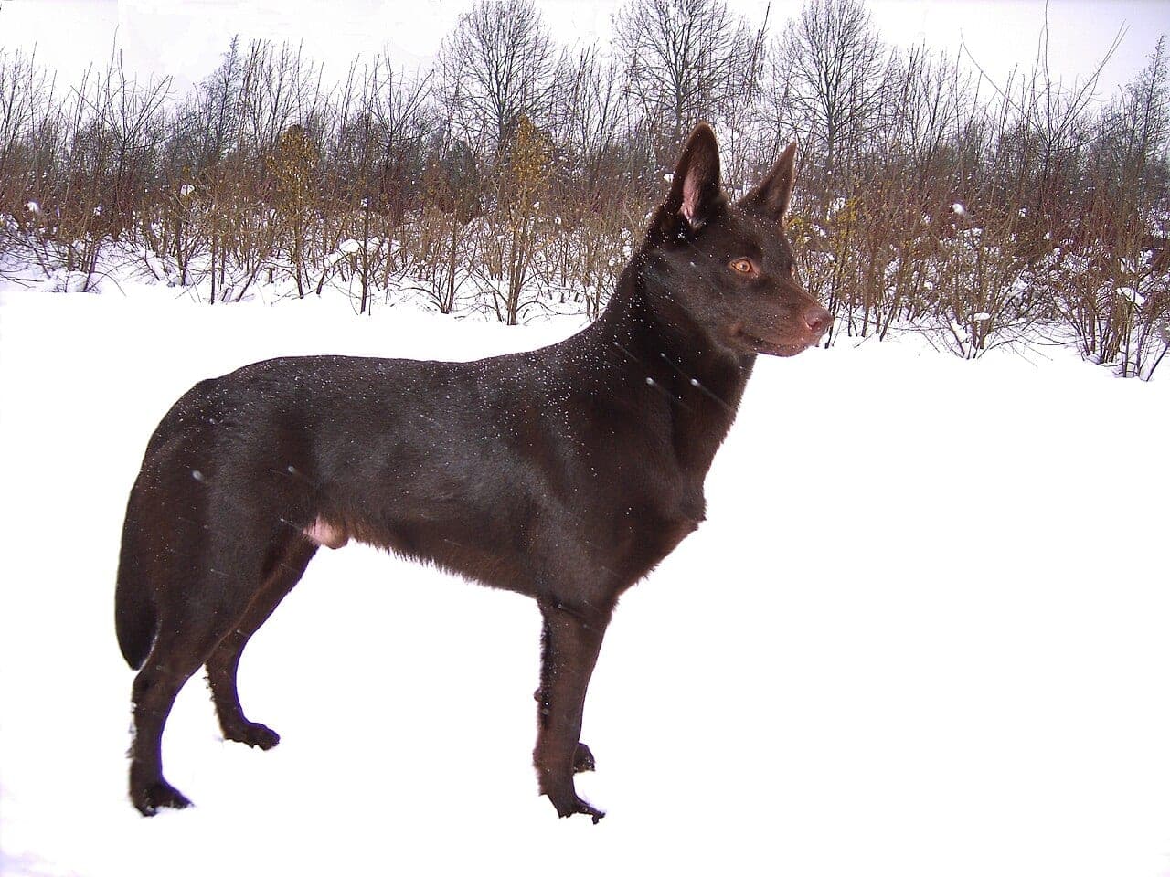 Australian Kelpie