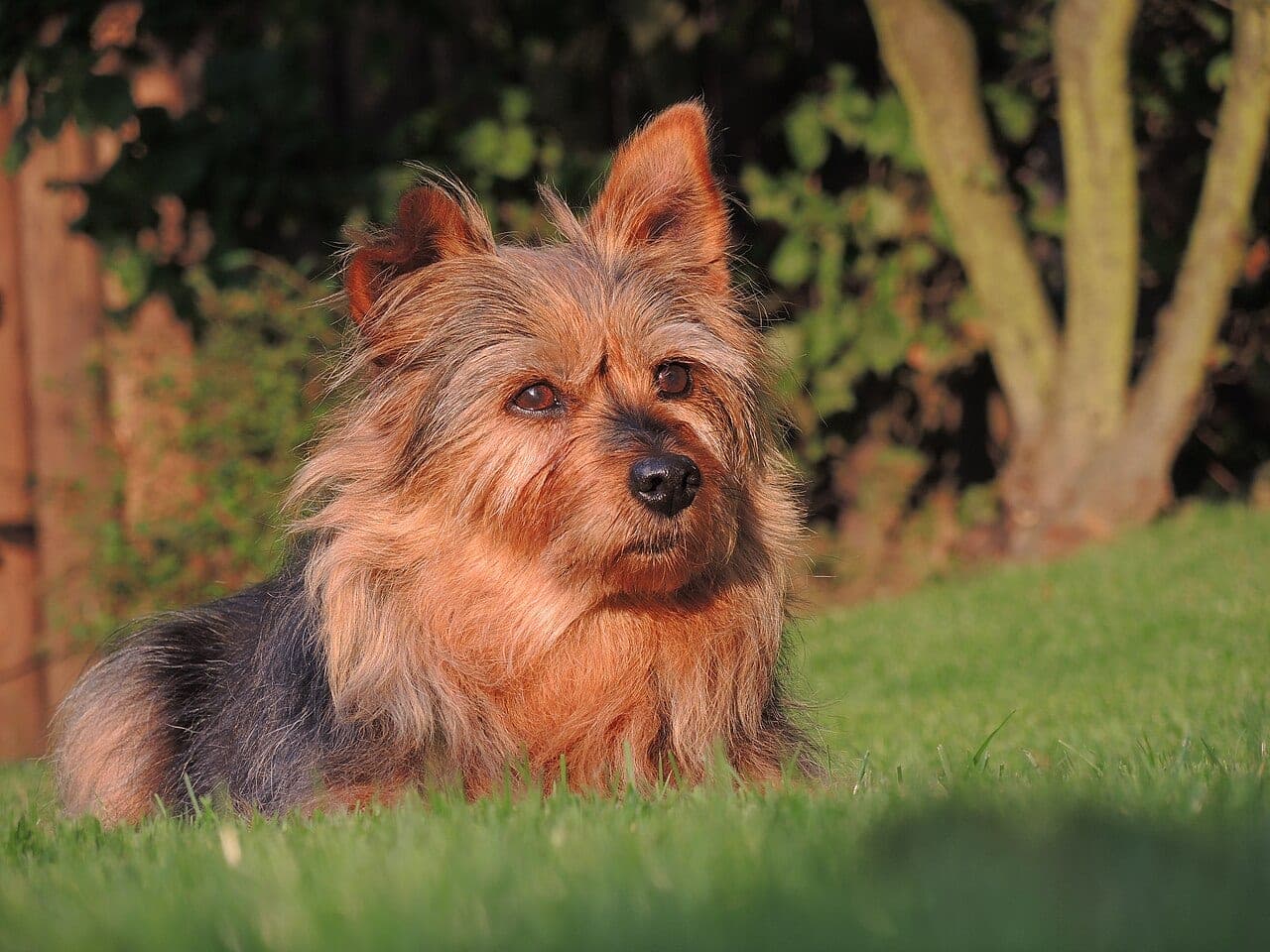 Australian Terrier