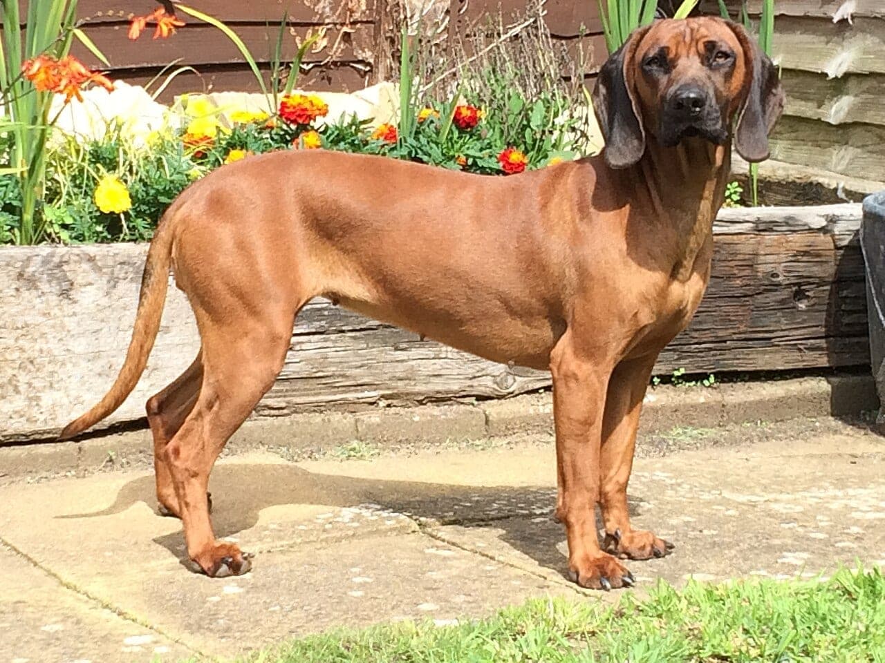 Bayerischer Gebirgsschweißhund