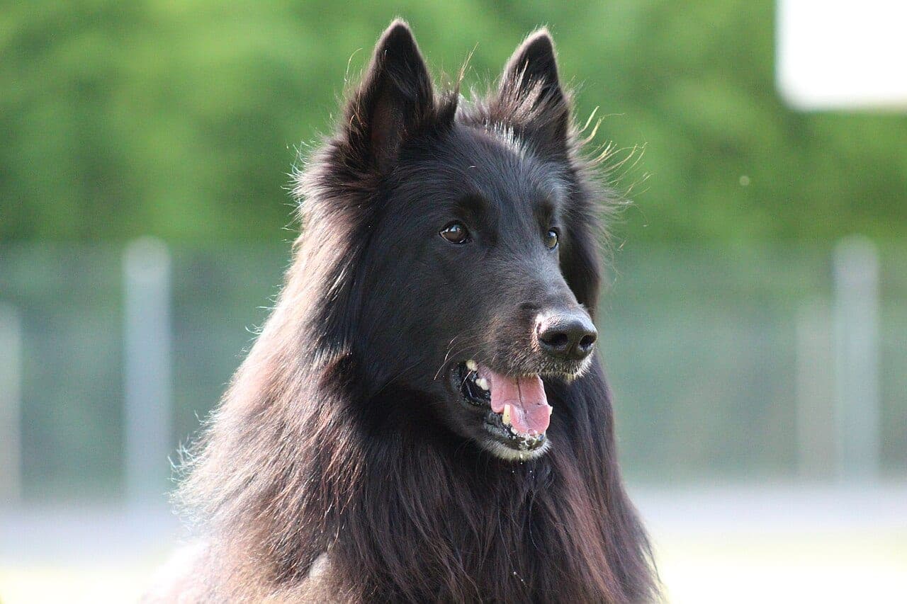 Belgischer Schäferhund (Groenendael)