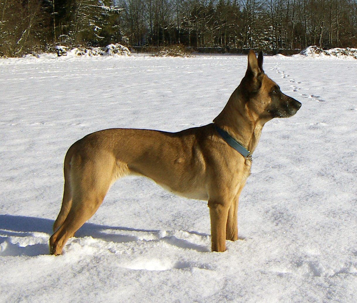 Belgischer Schäferhund (Malinois)