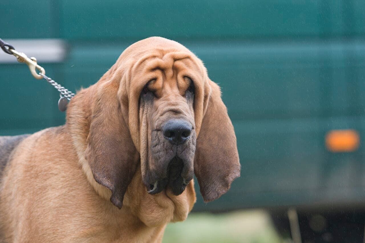 Bloodhound