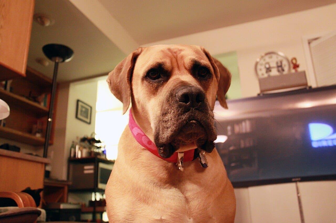 Boerboel
