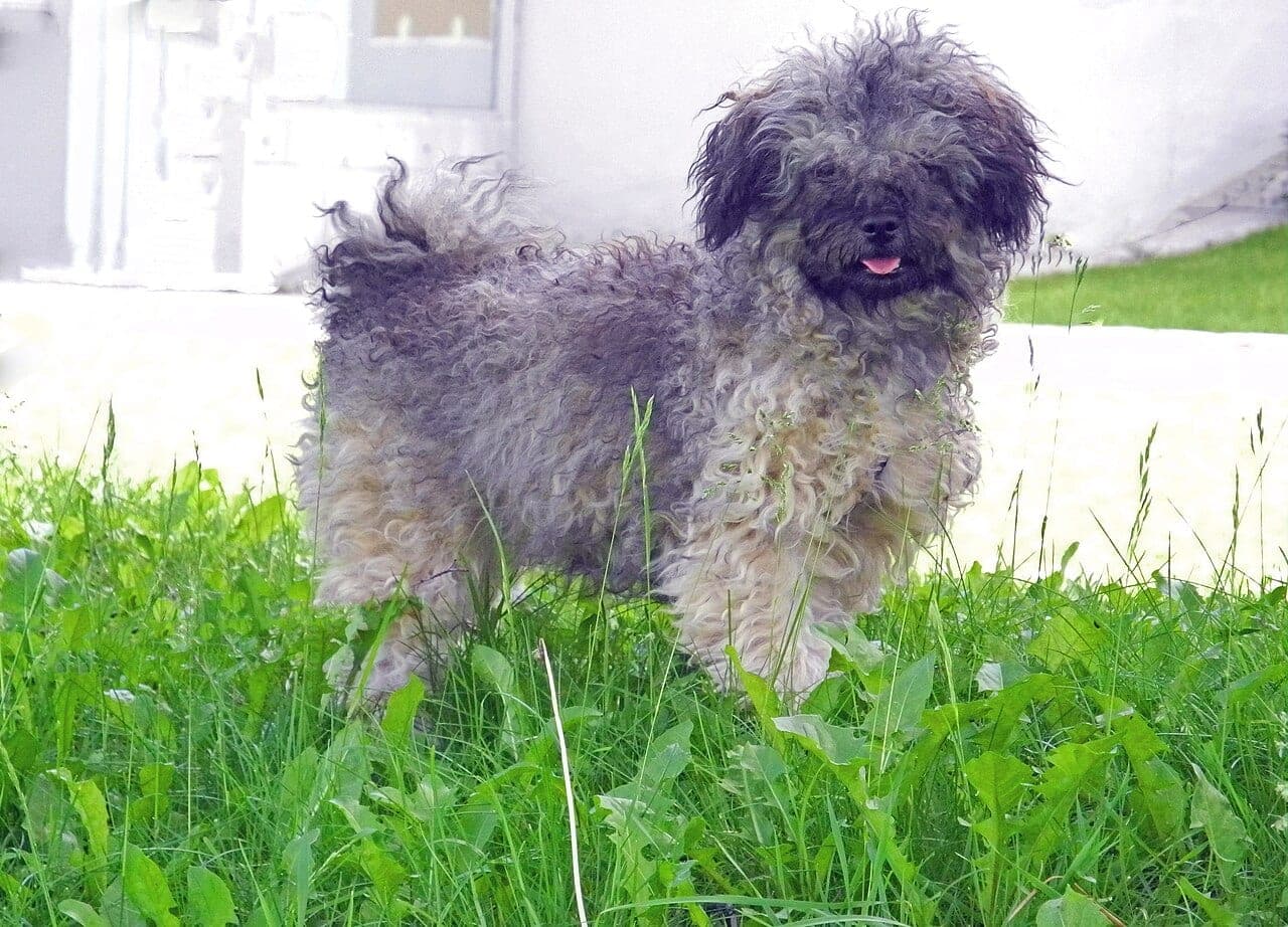 Bolonka Zwetna
