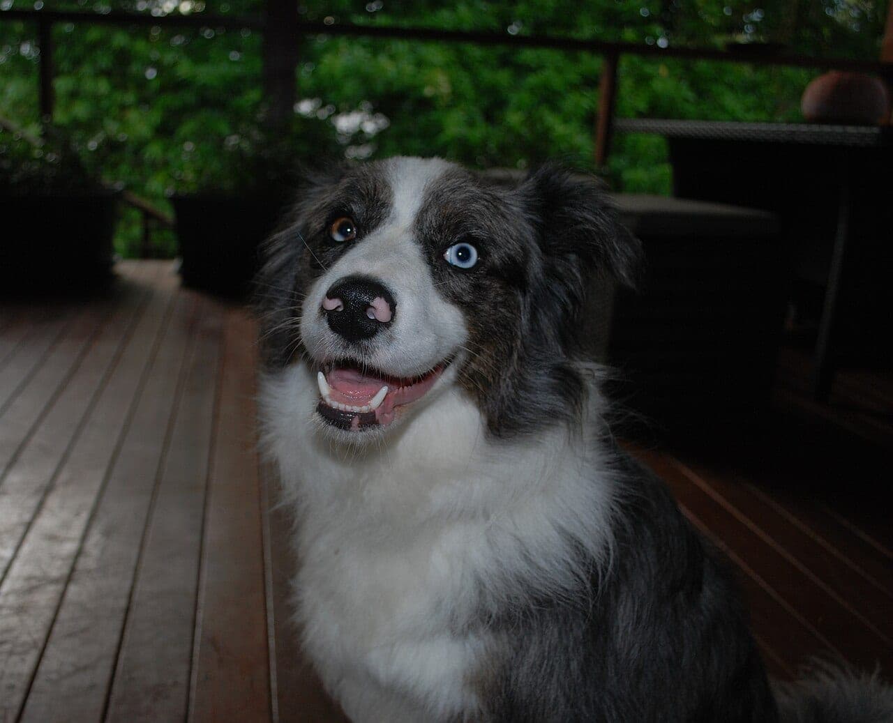 Border Collie