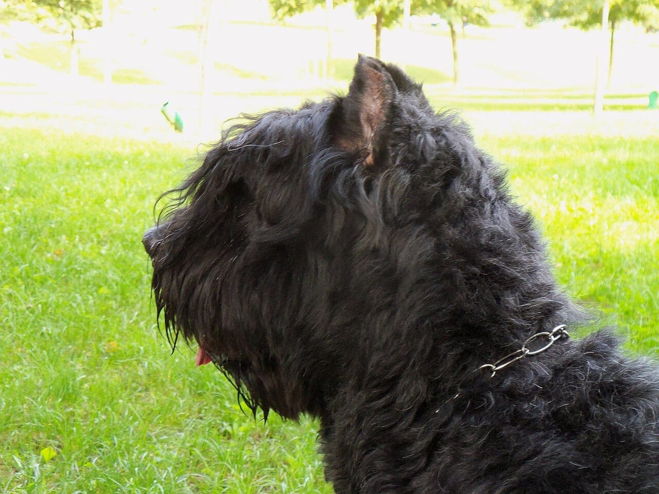 Bouvier des Flandres
