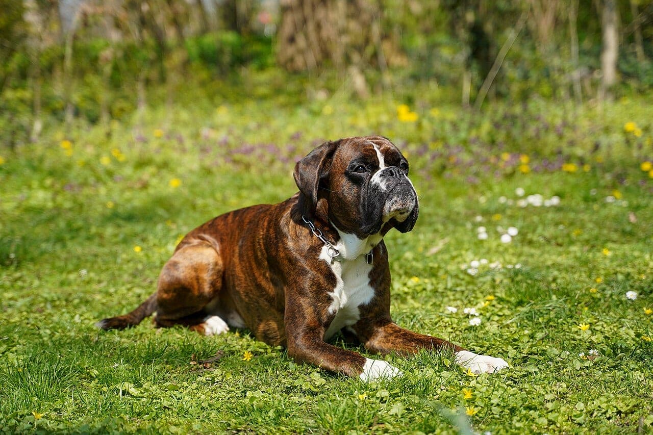 Boxer