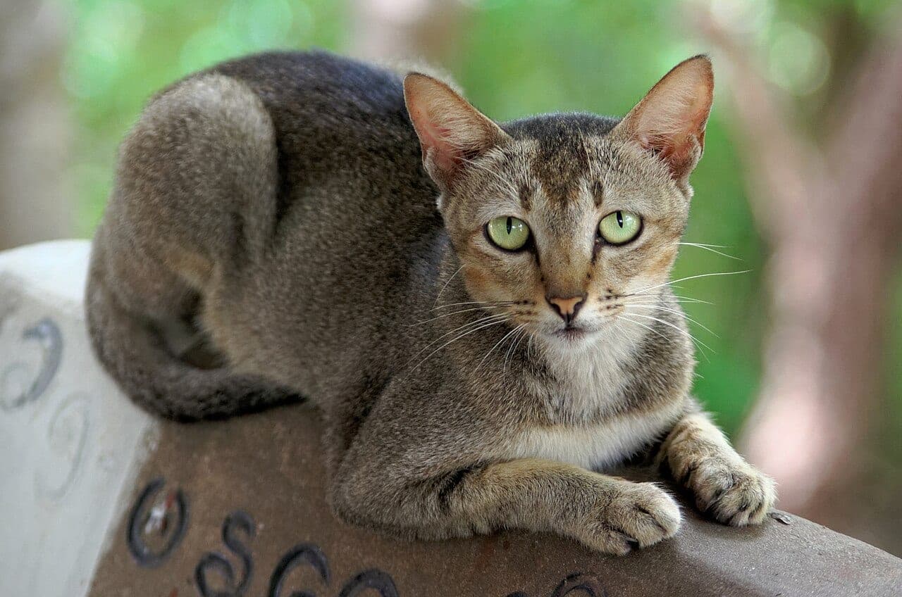 Burmese