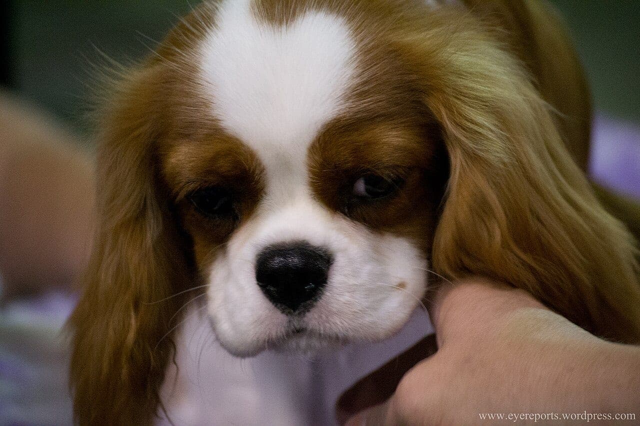 Cavalier King Charles Spaniel