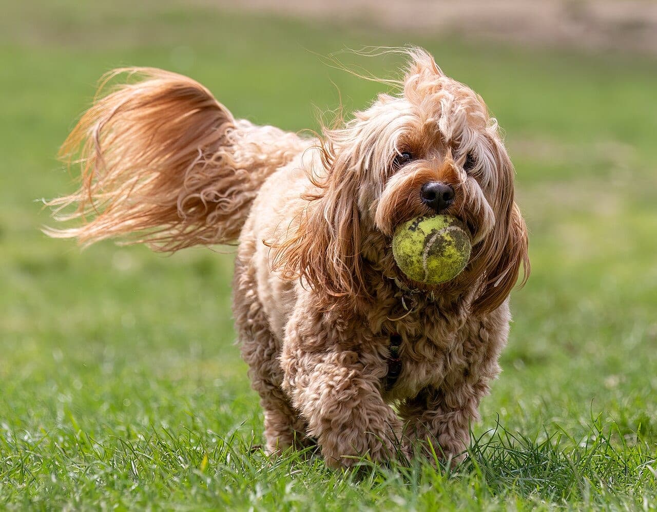 Cavapoo