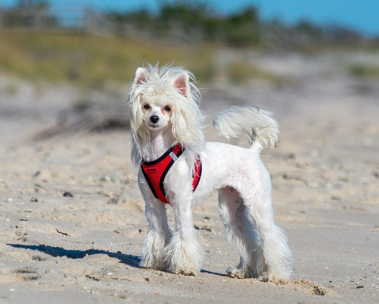 Chinesischer Schopfhund