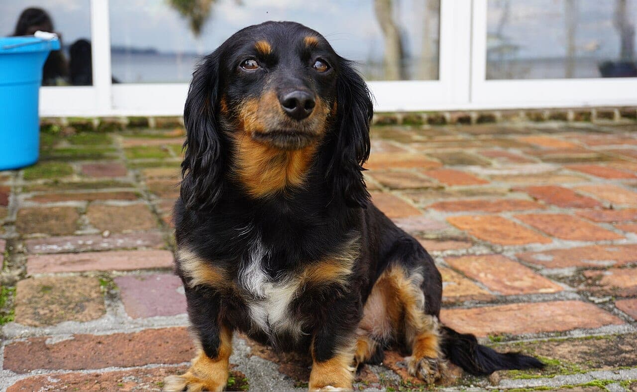 Chiweenie