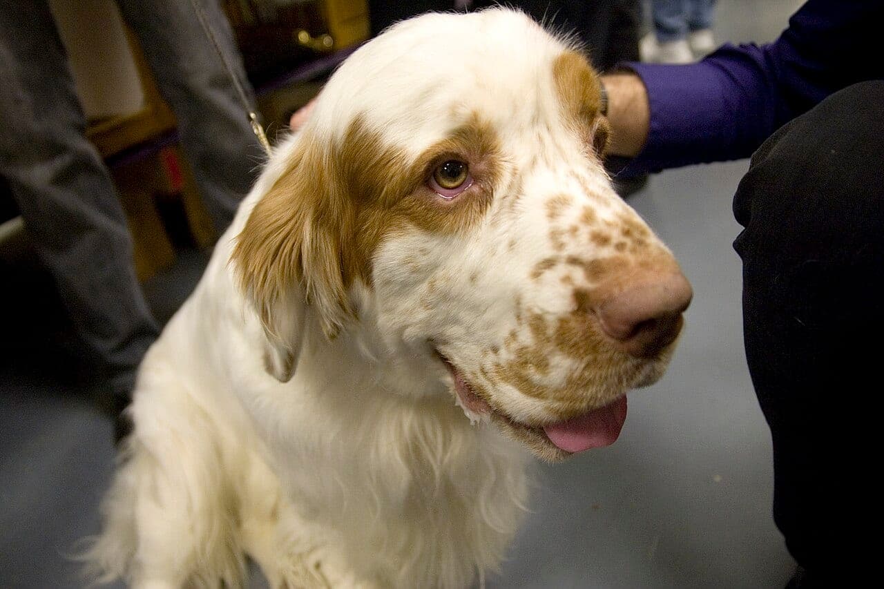 Clumber Spaniel