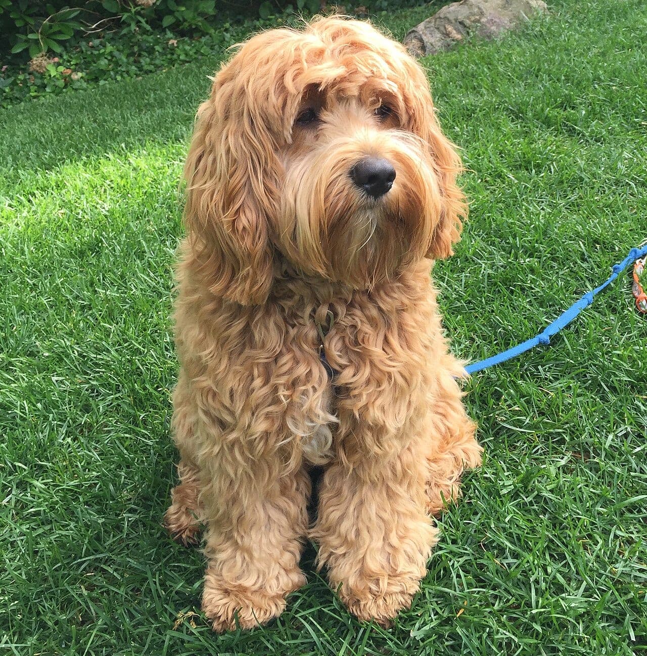 Cockapoo