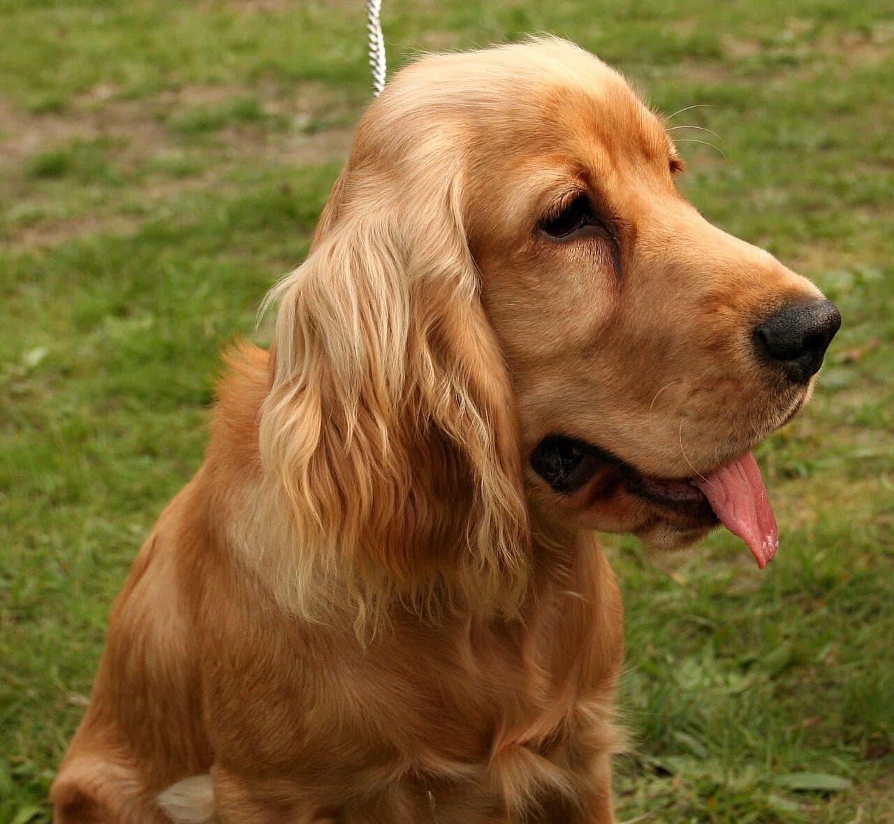 Englischer Cocker Spaniel