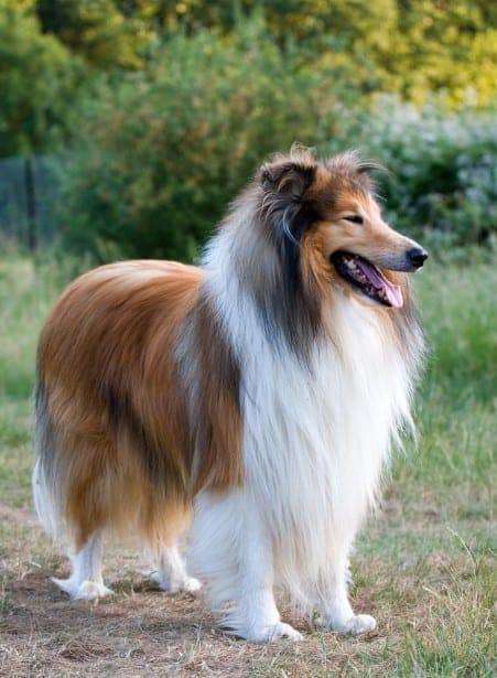 Collie (Langhaar)