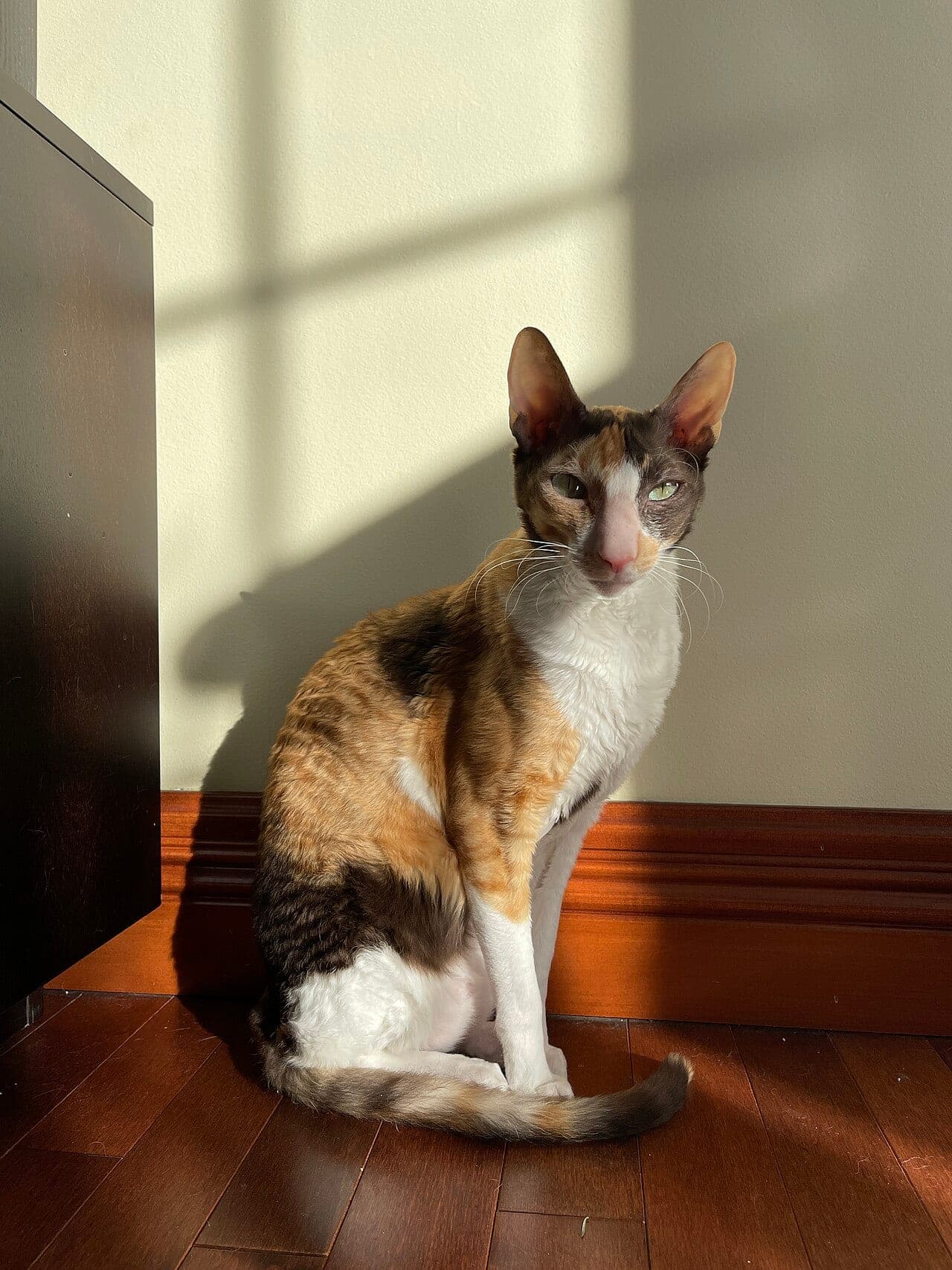 Cornish Rex