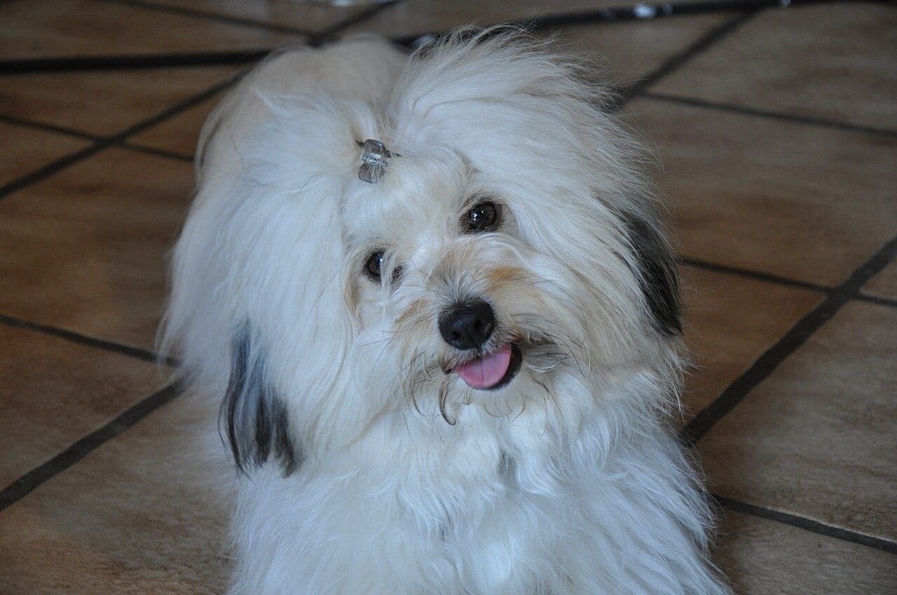 Coton de Tulear