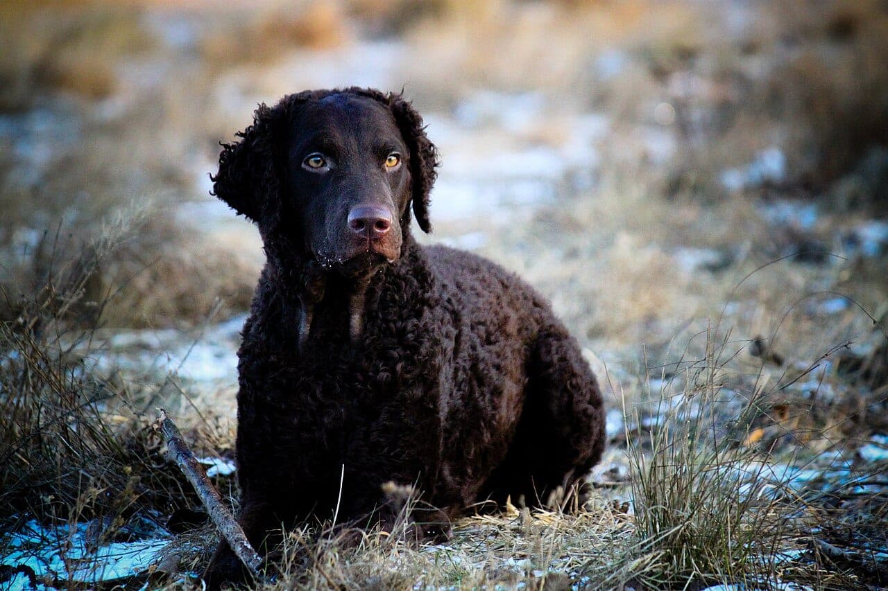 Curly Coated Retriever