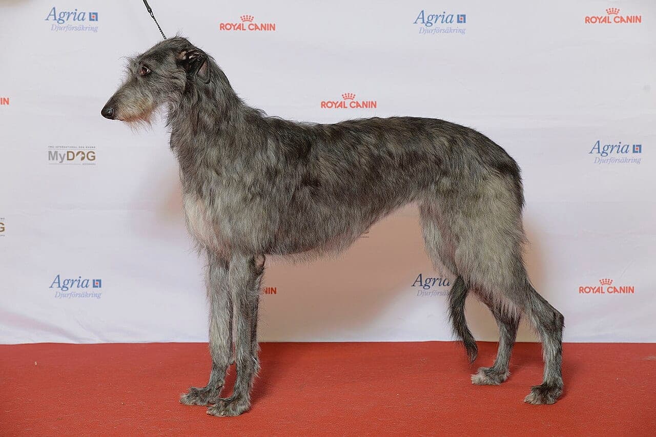 Deerhound