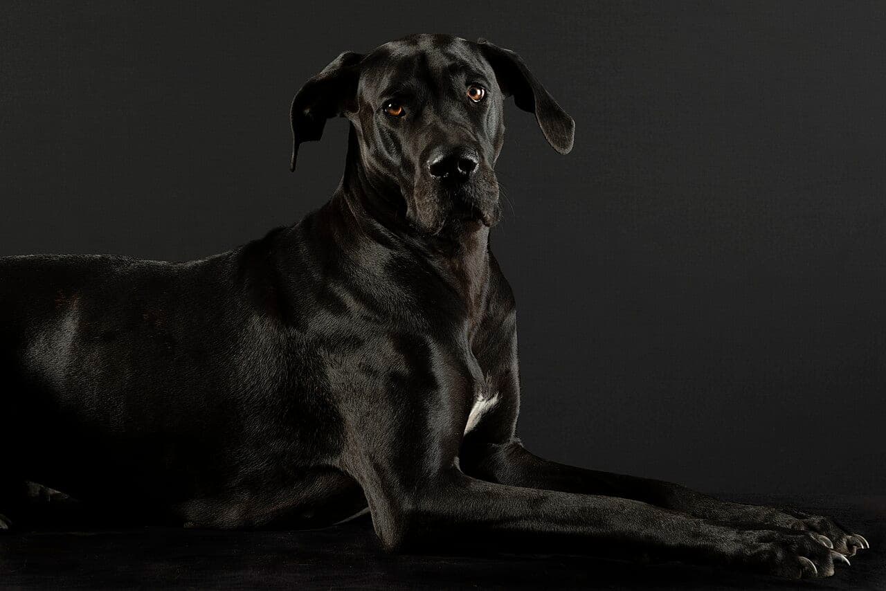 Deutsche Dogge