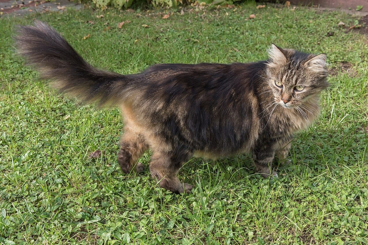 Deutsche Langhaarkatze