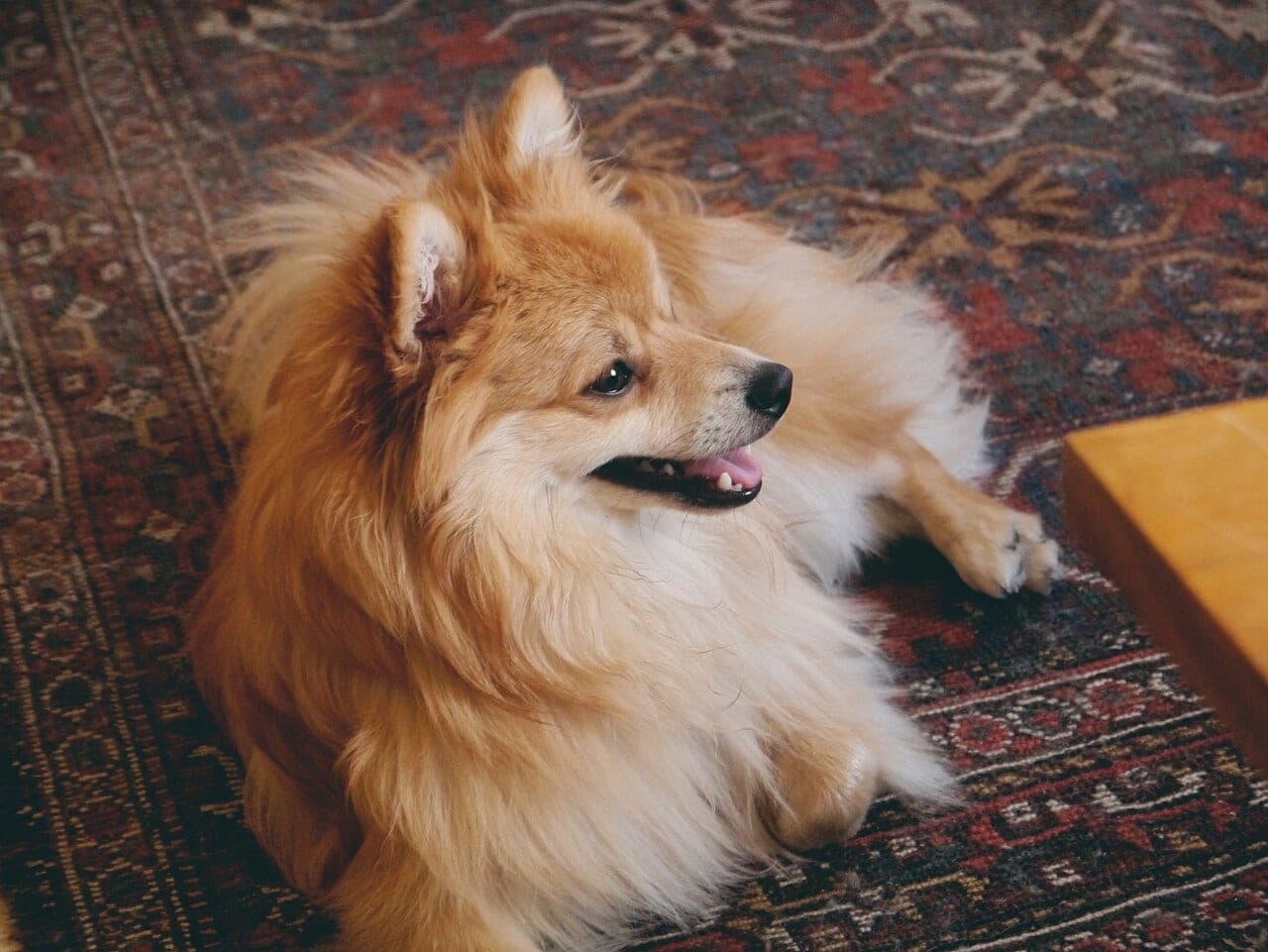 Deutscher Wachtelhund