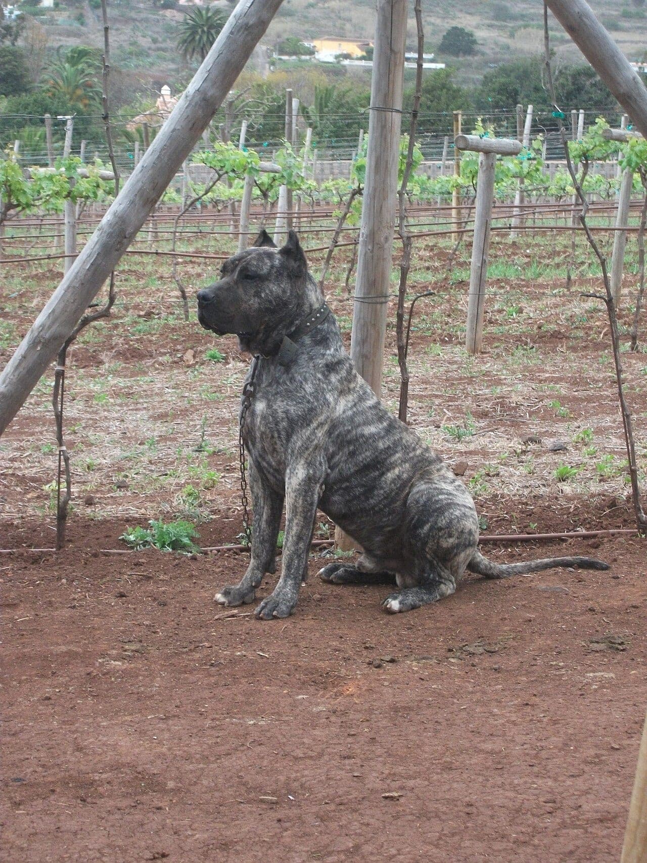 Dogo Canario