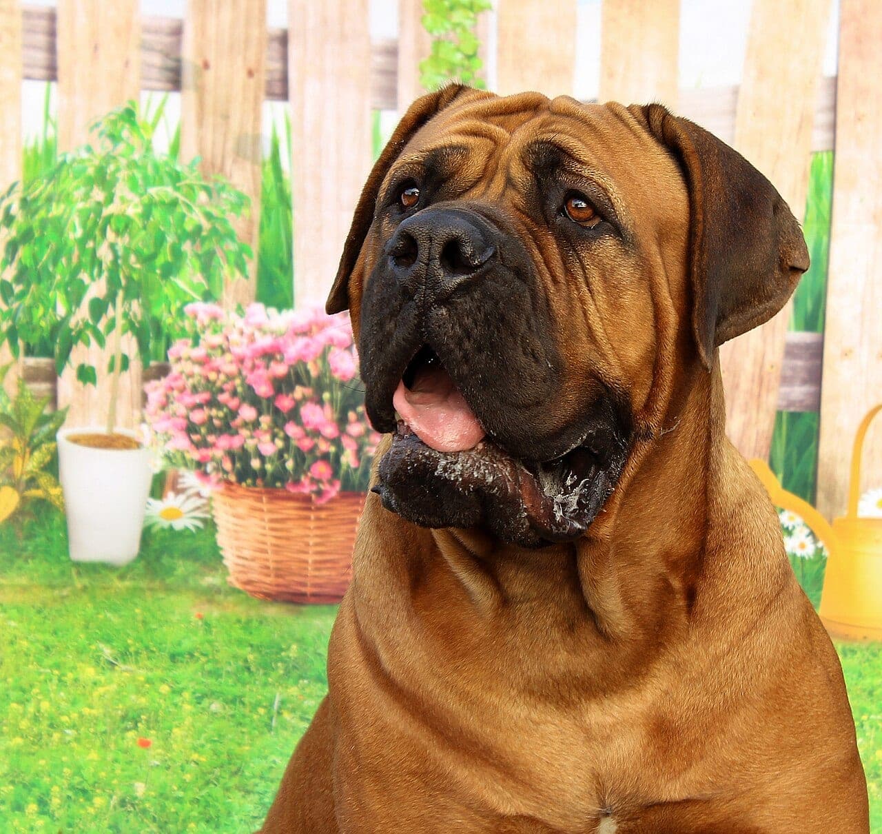 Dogue de Bordeaux