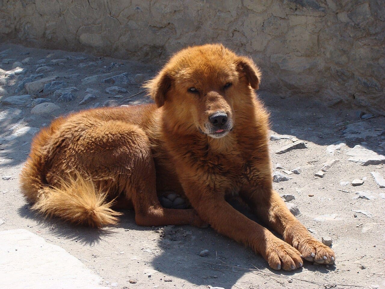 Do Khyi
