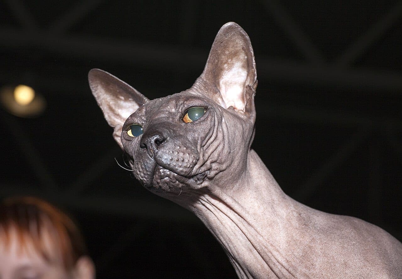 Don Sphynx