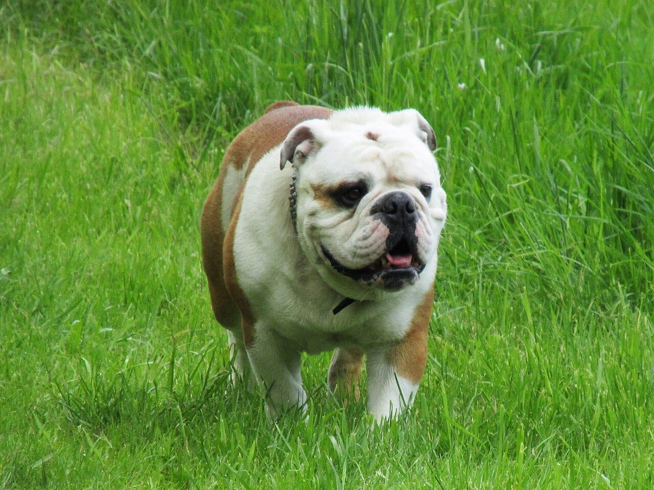 Englische Bulldogge