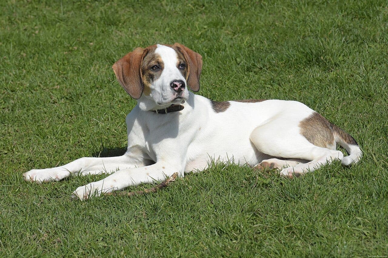 English Pointer