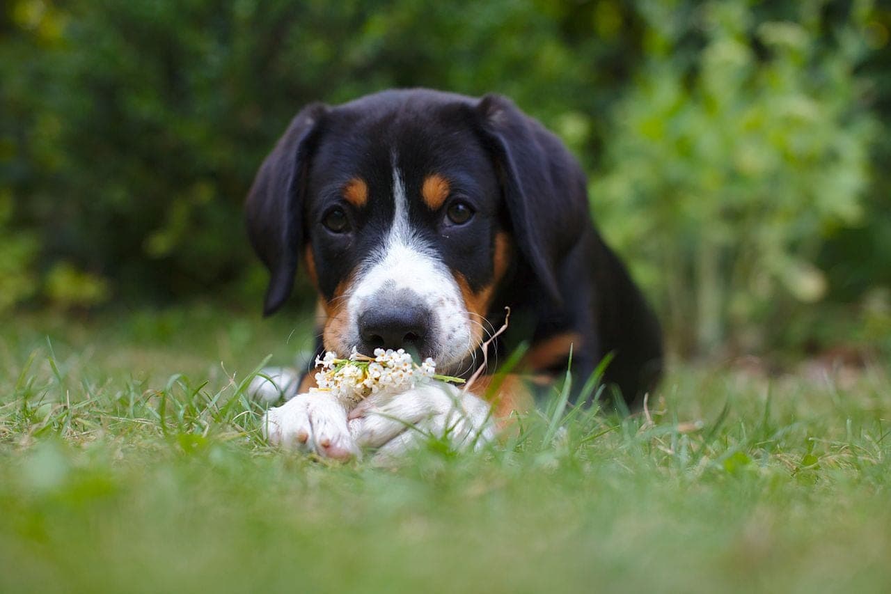 Entlebucher Sennenhund