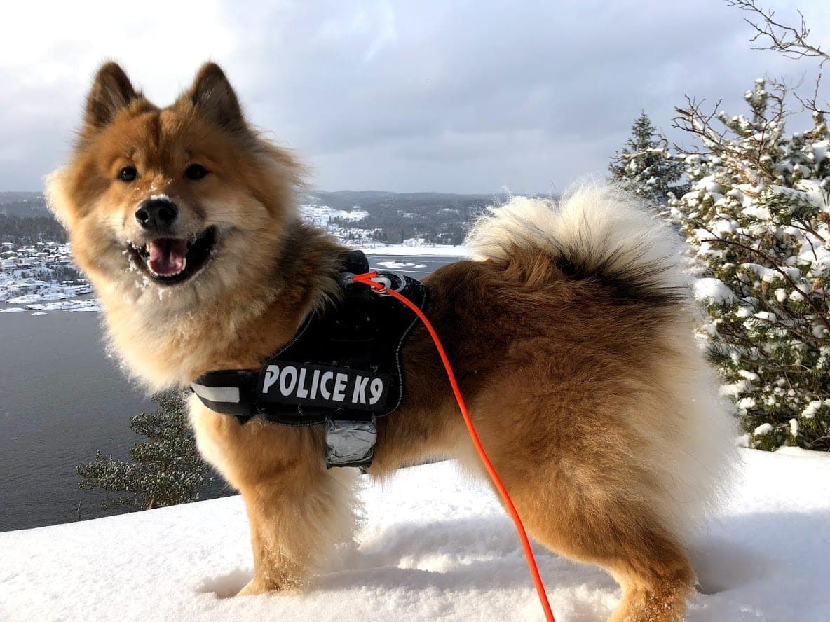 Eurasier