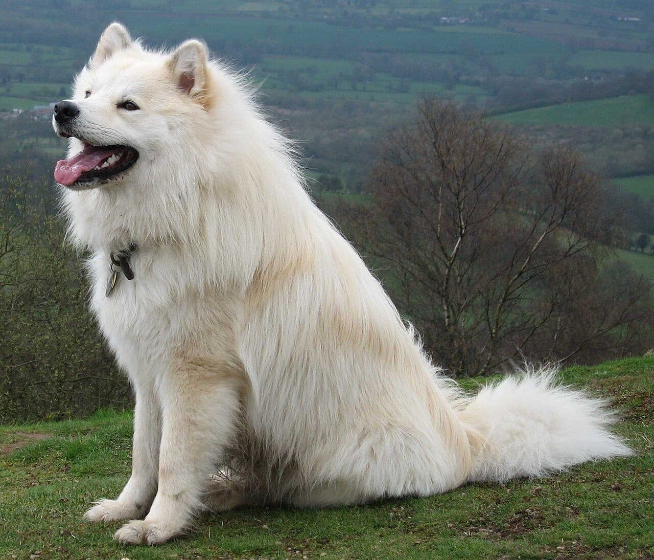 Finnischer Lapphund